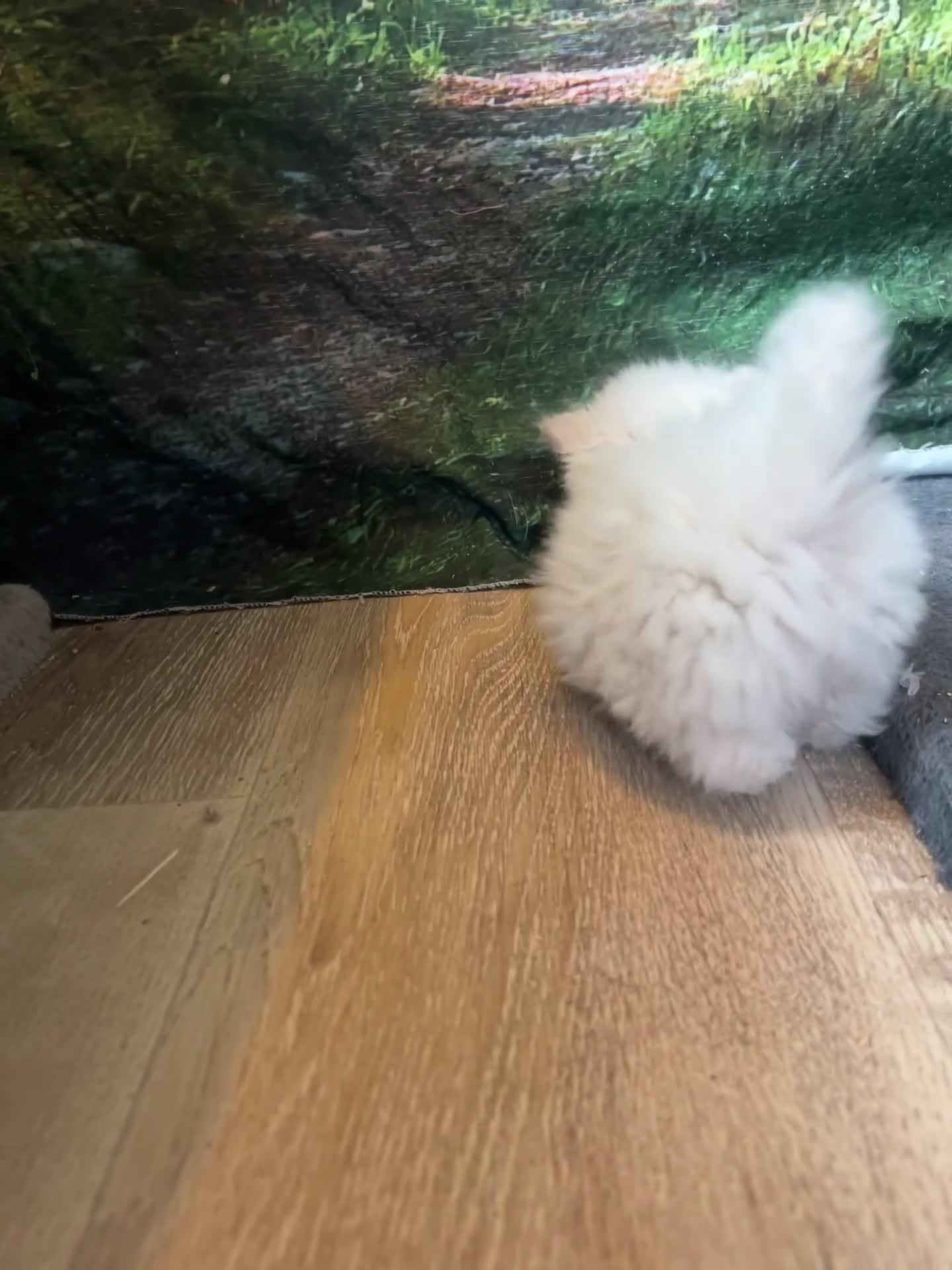 Selkirk Rex cats for sale: Selkirk rex kittens 3 boys 😺 - Video 2