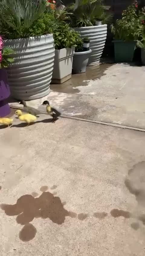 Ducks poultry for sale: Magpie ducklings x 4  - Video 1