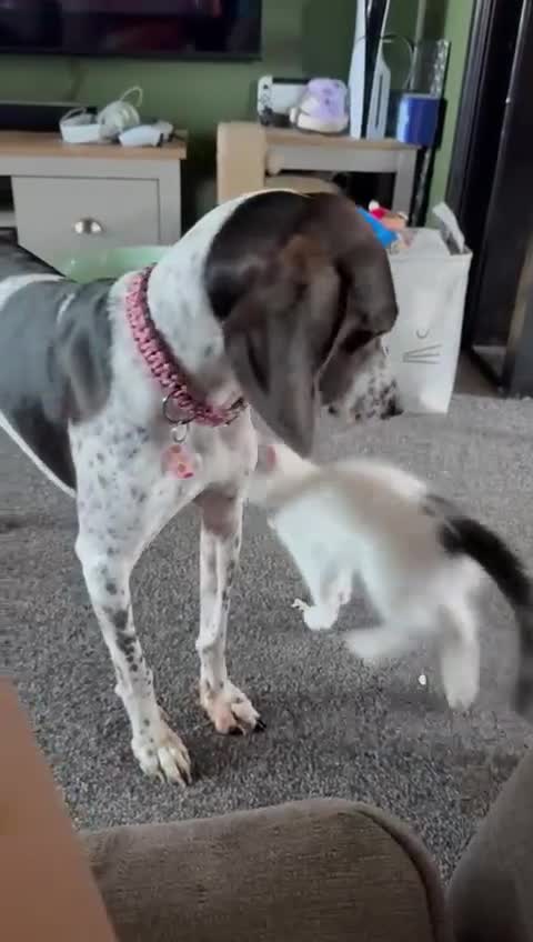 Mixed Breed dogs for adoption: Roxie – A Gentle Soul Ready for Her Forever Home - Video 2