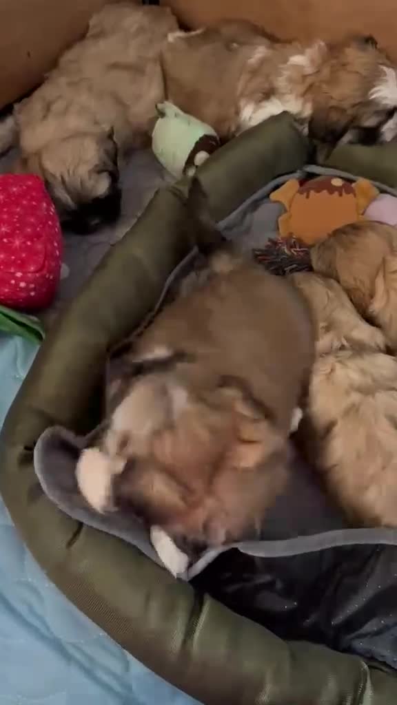 Shih Tzu dogs for sale: Litter 5 Shih Tzu puppy’s  - Video 1
