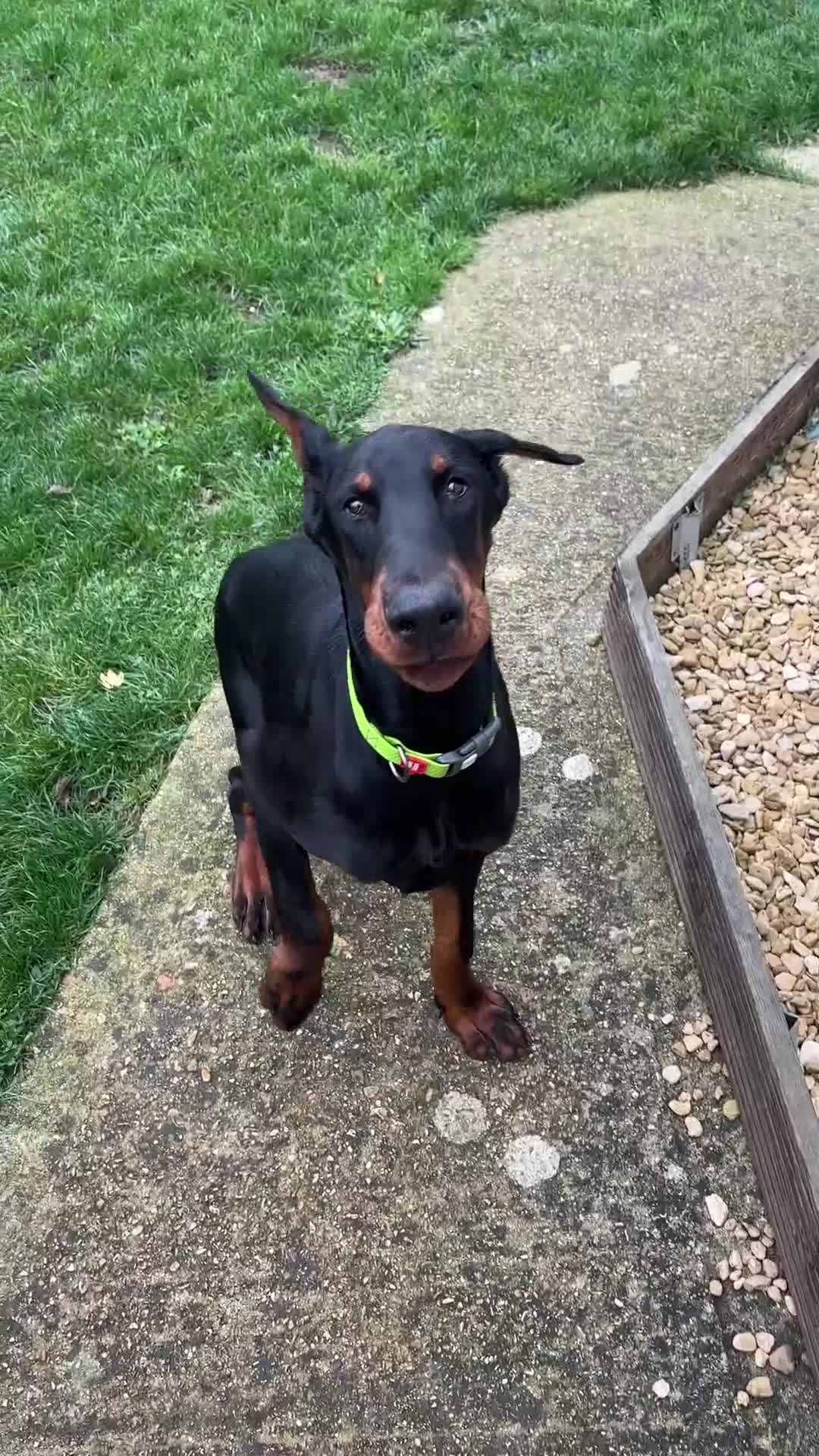 Dobermann dogs for sale: 6 month old stunning male  - Video 2