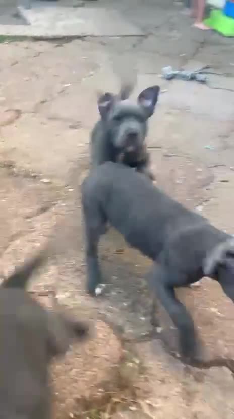 Staffordshire Bull Terrier dogs for sale: Blue staffy pups Ready for forever homes - Video 1