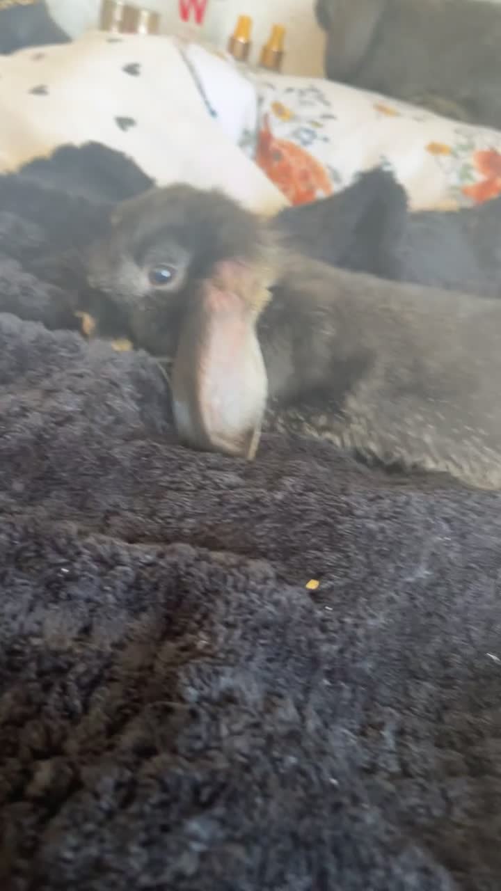 Mini Lop rabbits for sale: Mj and flop 💙 - Video 4