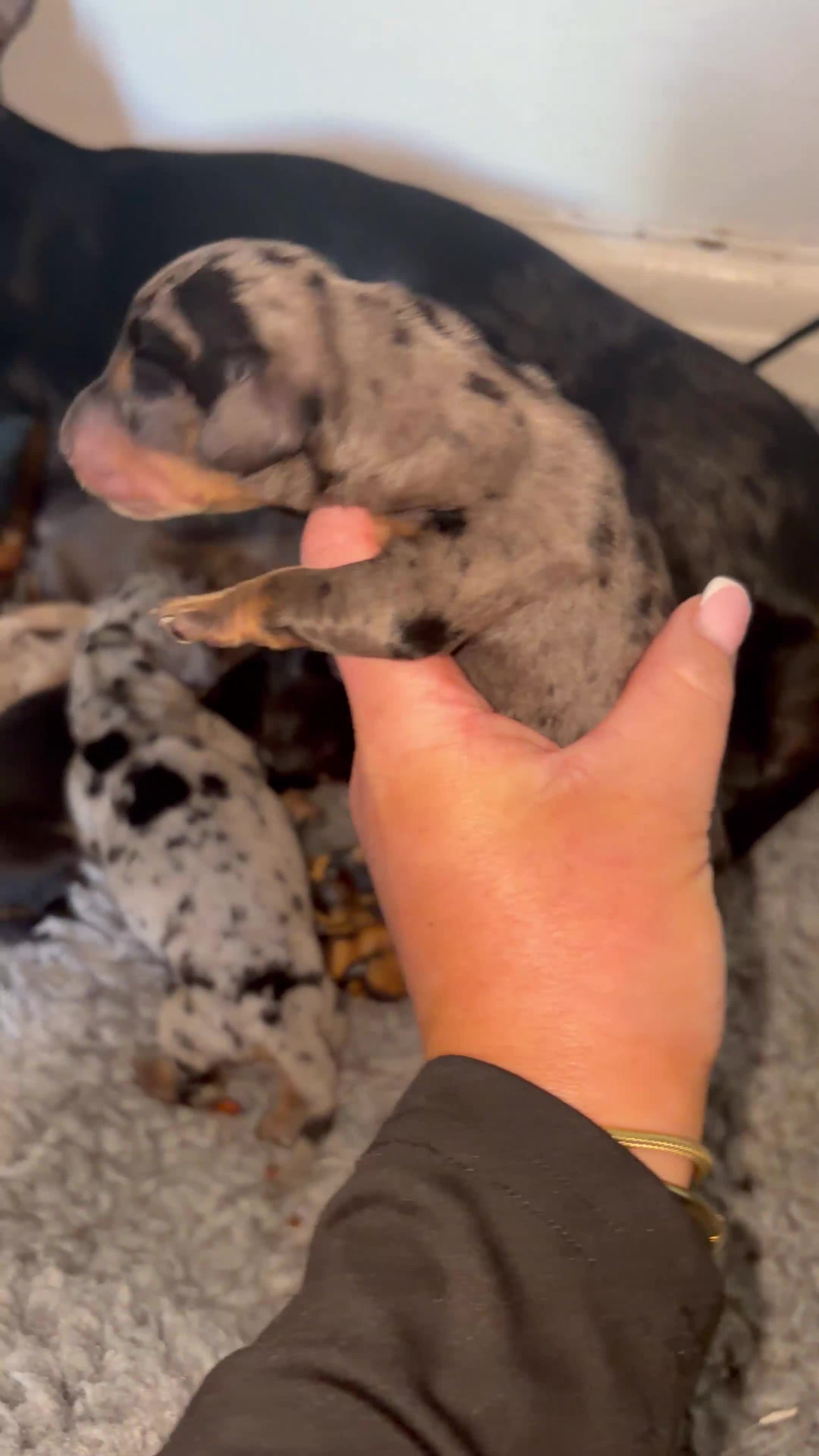 Miniature Dachshund dogs for sale: Miniature dachshund puppies just been born🐶 in Bury - Video 3