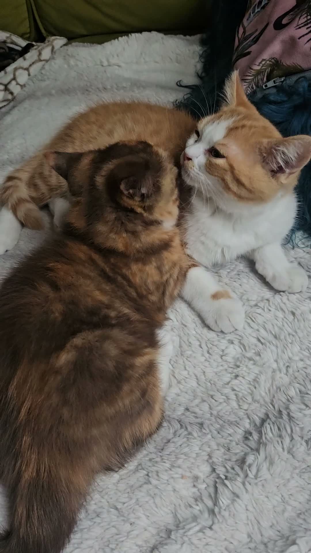 Selkirk Rex cats for sale:  Beautiful Home-Raised Selkirk Rex&BSH Kittens 😻 - Video 1