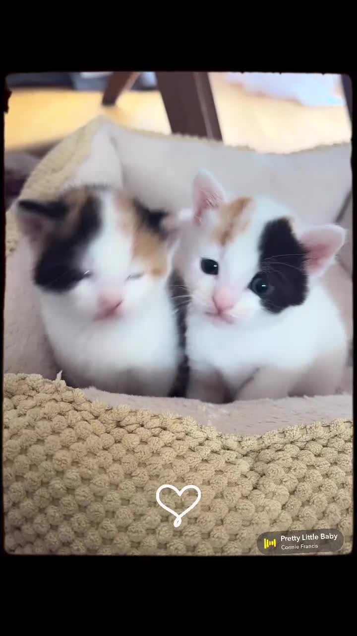 Turkish Van cats for sale: Adorable kittens looking for a home - Video 2
