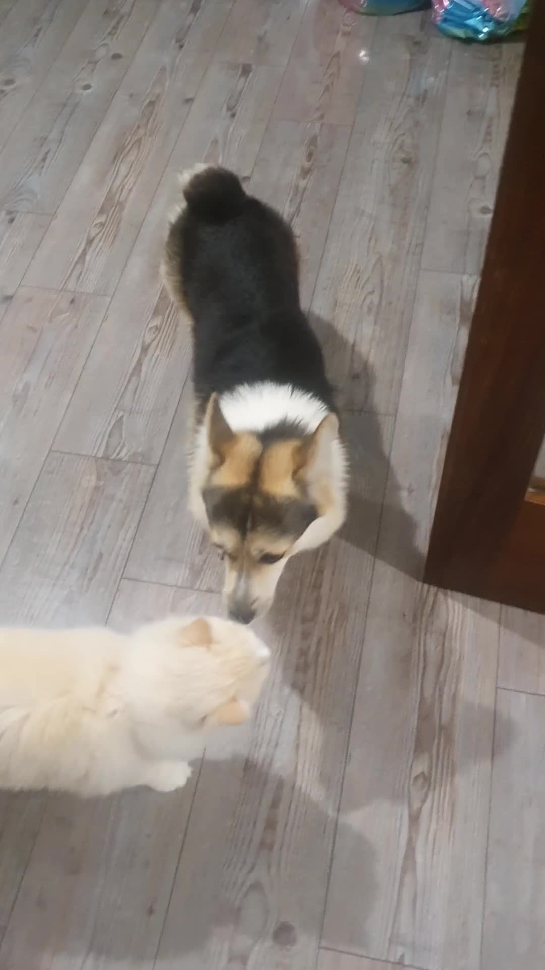 Welsh Corgi Pembroke dogs for sale: 2y10mCorgi ONLY ADULT HOMES - Video 2