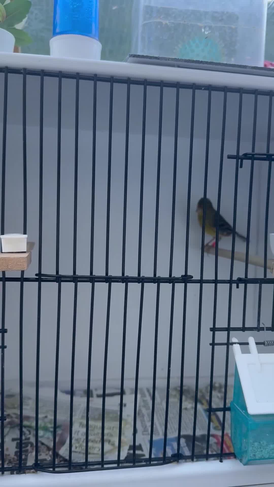Canaries birds for sale: Raza canaries  - Video 1