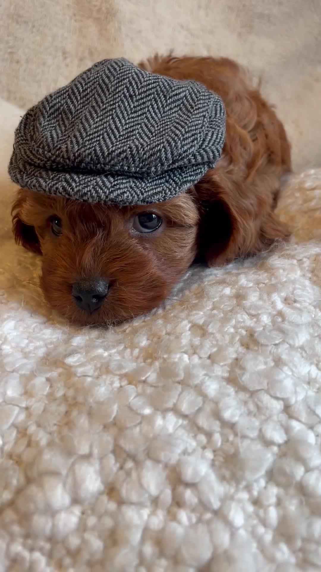 Cavapoo dogs for sale: Perfect F1 Cavapoos ⭐️🩵⭐️🩵⭐️🩵⭐️ in West Malling - Video 1