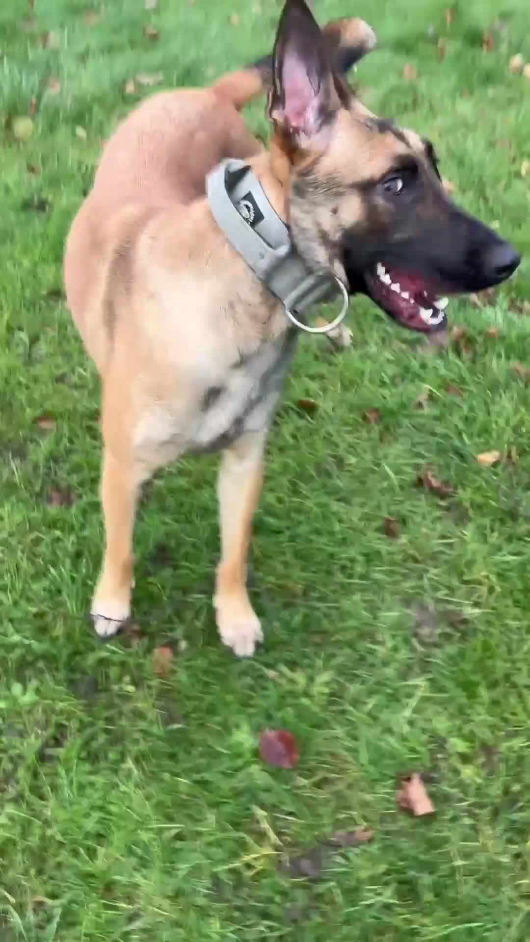 Belgian Shepherd Dog dogs for sale:  Sadie 1 Year Old Belgian Malinois, Smart & Loving - Video 1