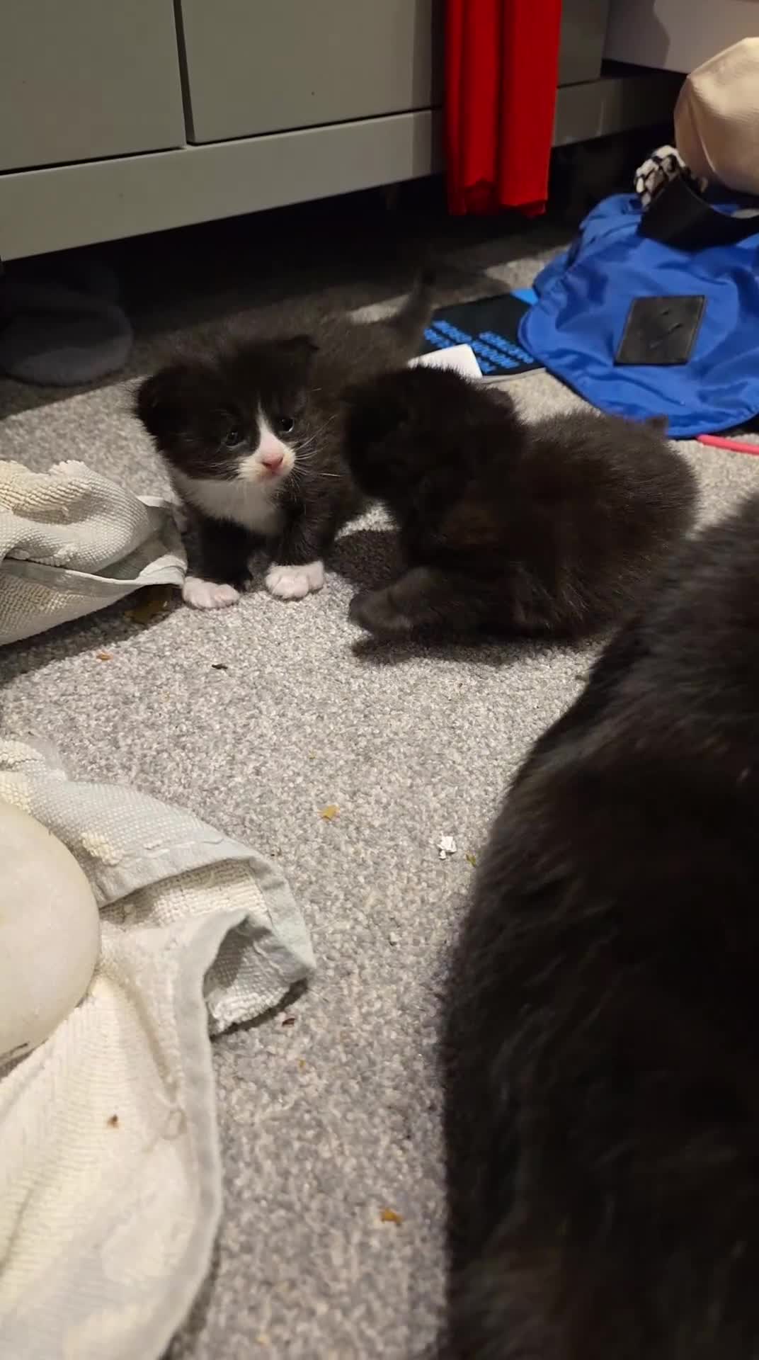 British Longhair cats for sale: 7 kittens boys and girls. British longhair cross  - Video 2