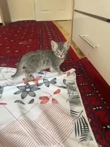 American Shorthair cats for sale: Kittens - Video 1