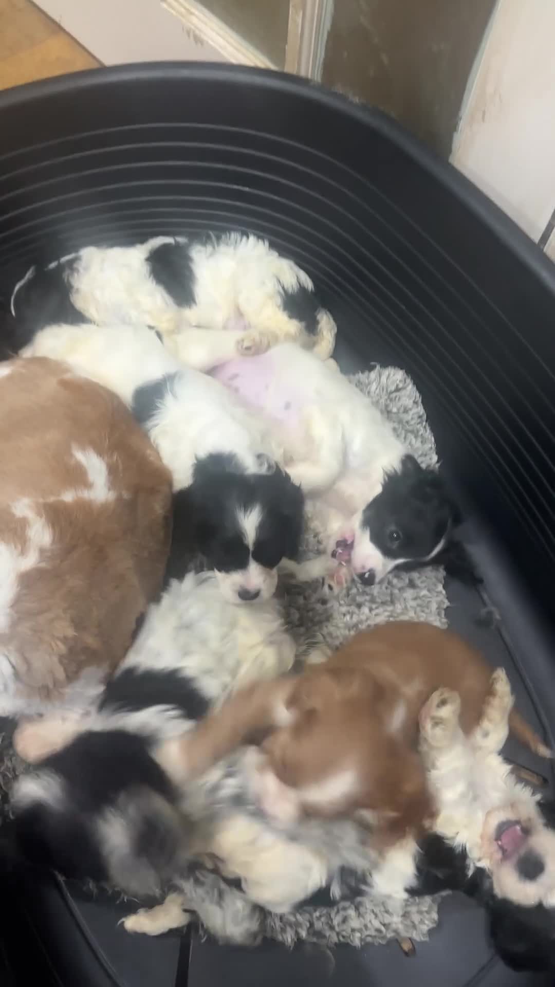 Mixed Breed dogs for sale: Cocker Spaniel x Cavapoo puppies available  - Video 2