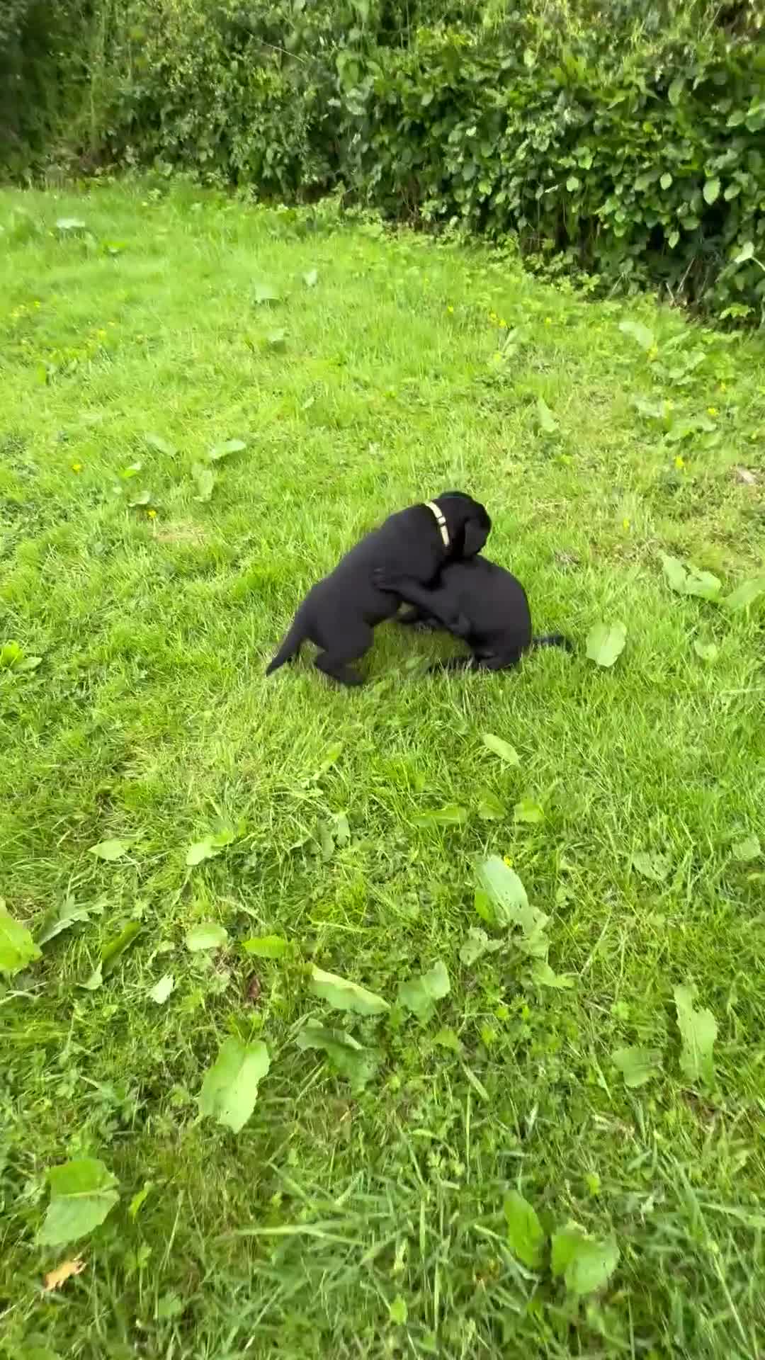 Labrador Retriever dogs for sale: Super RKC black lab girls!  - Video 1