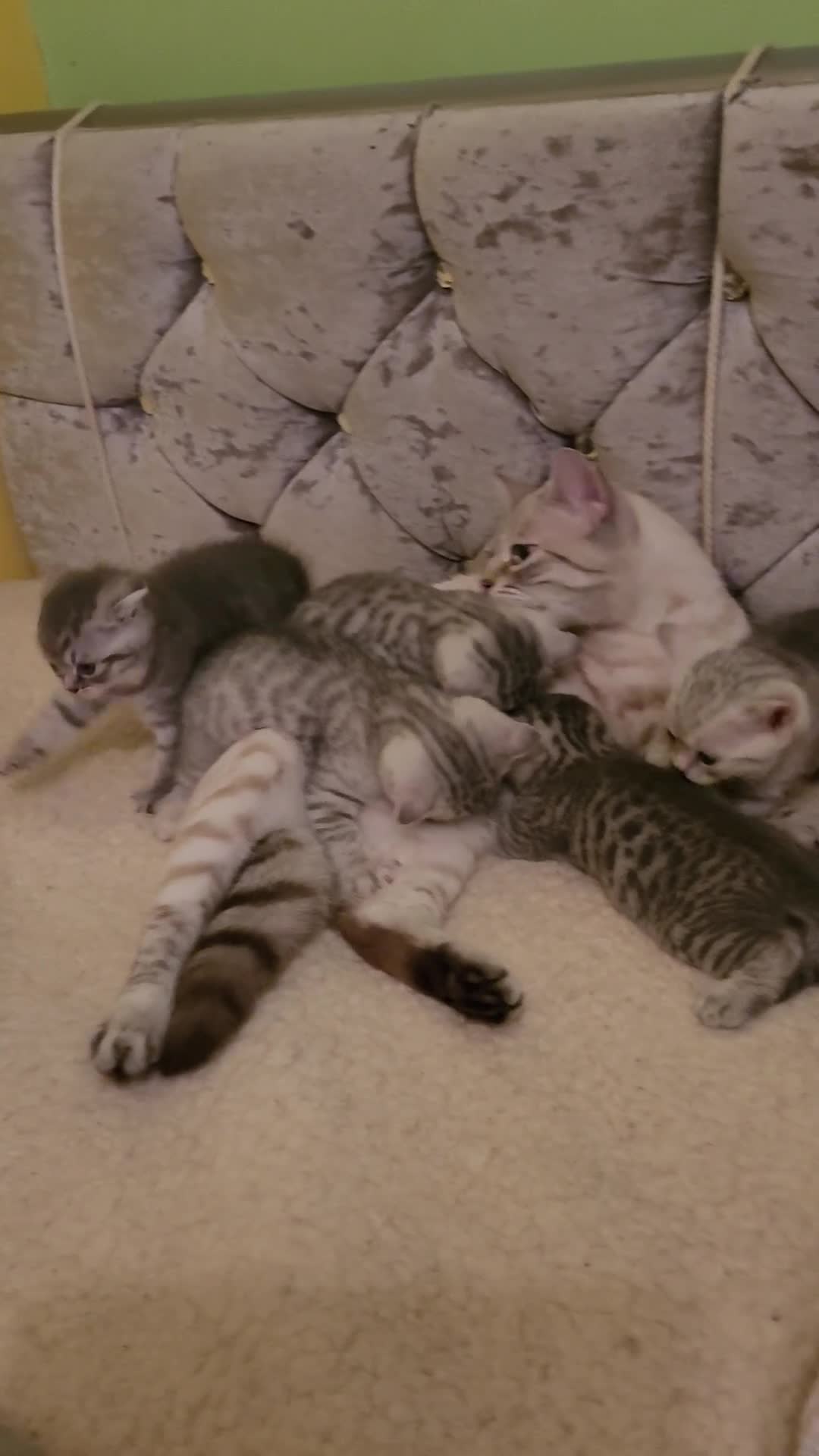 Scottish Fold cats for sale: Scottish fold kittens Blue spotted  - Video 2