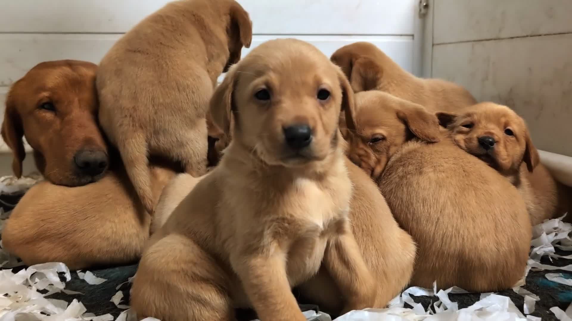Labrador Retriever dogs for sale: Fab KC Fox Red Pups - 4* Higher Standard Breeder - Video 1