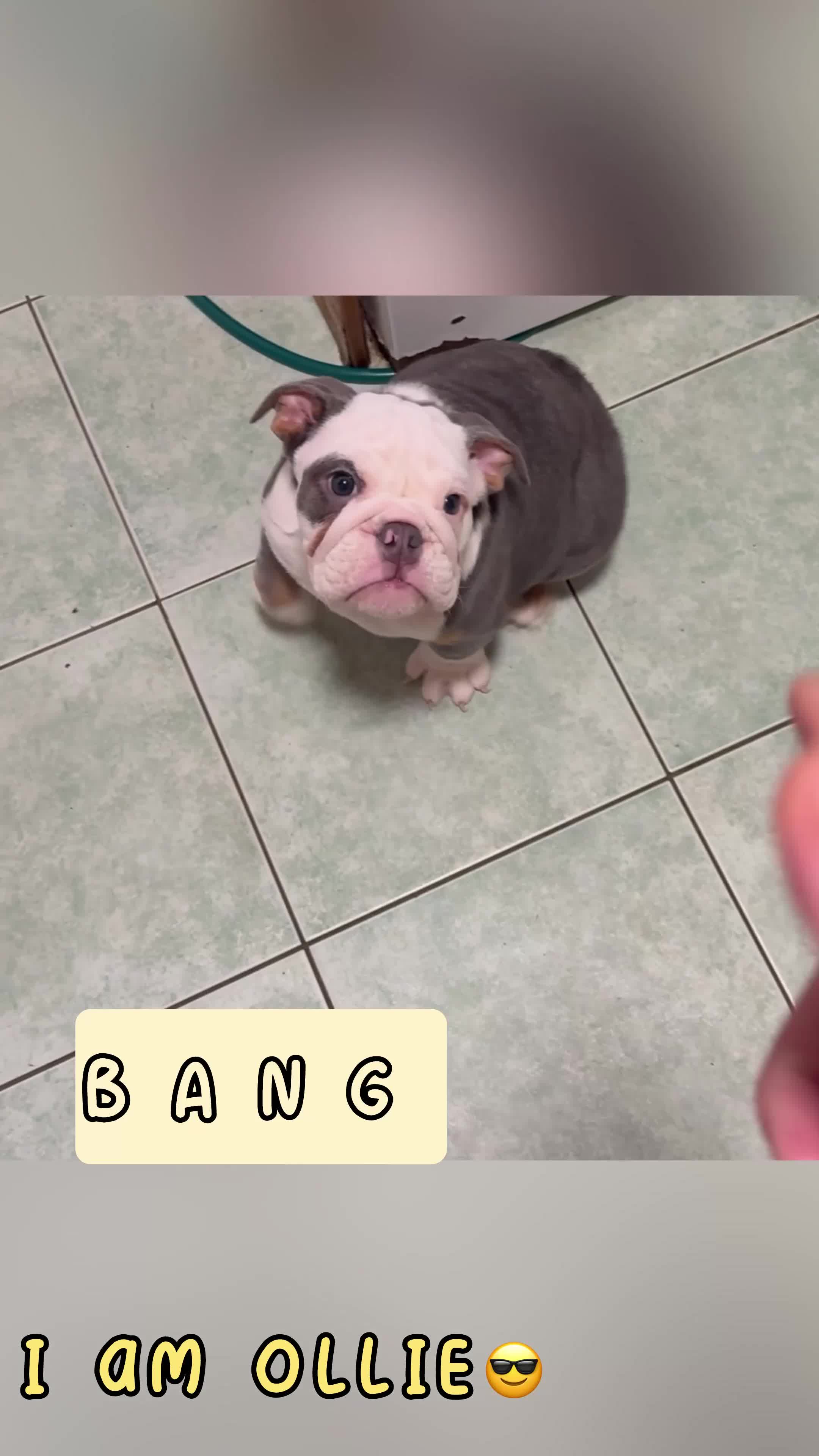 English Bulldog dogs for sale: English bulldogs pup - Video 1