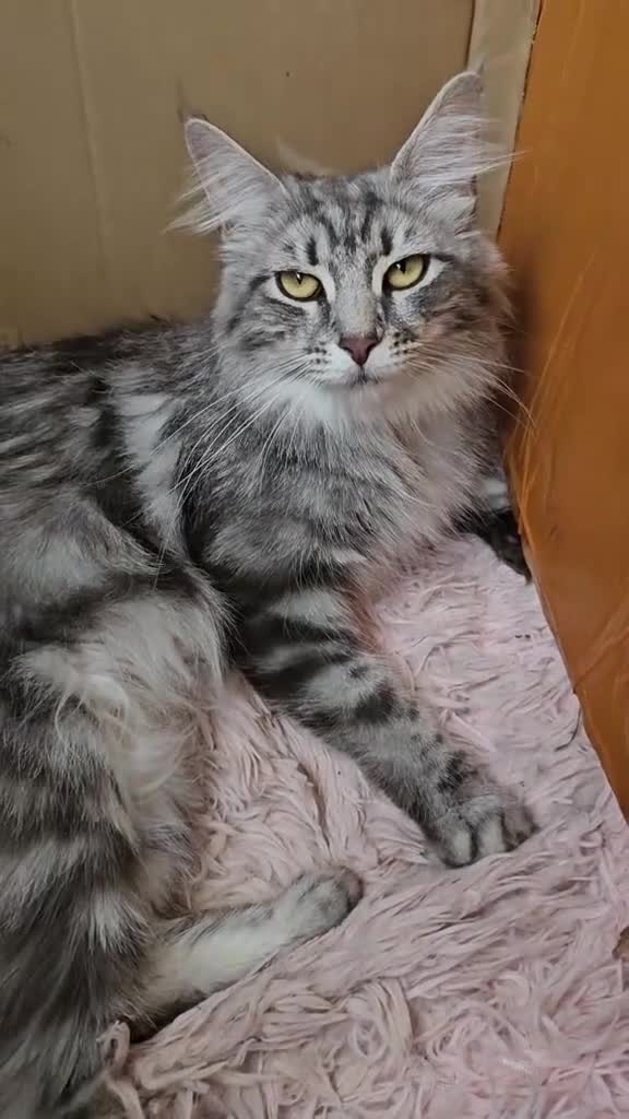 Maine Coon cats for sale: Mainecoon kittens - Video 1