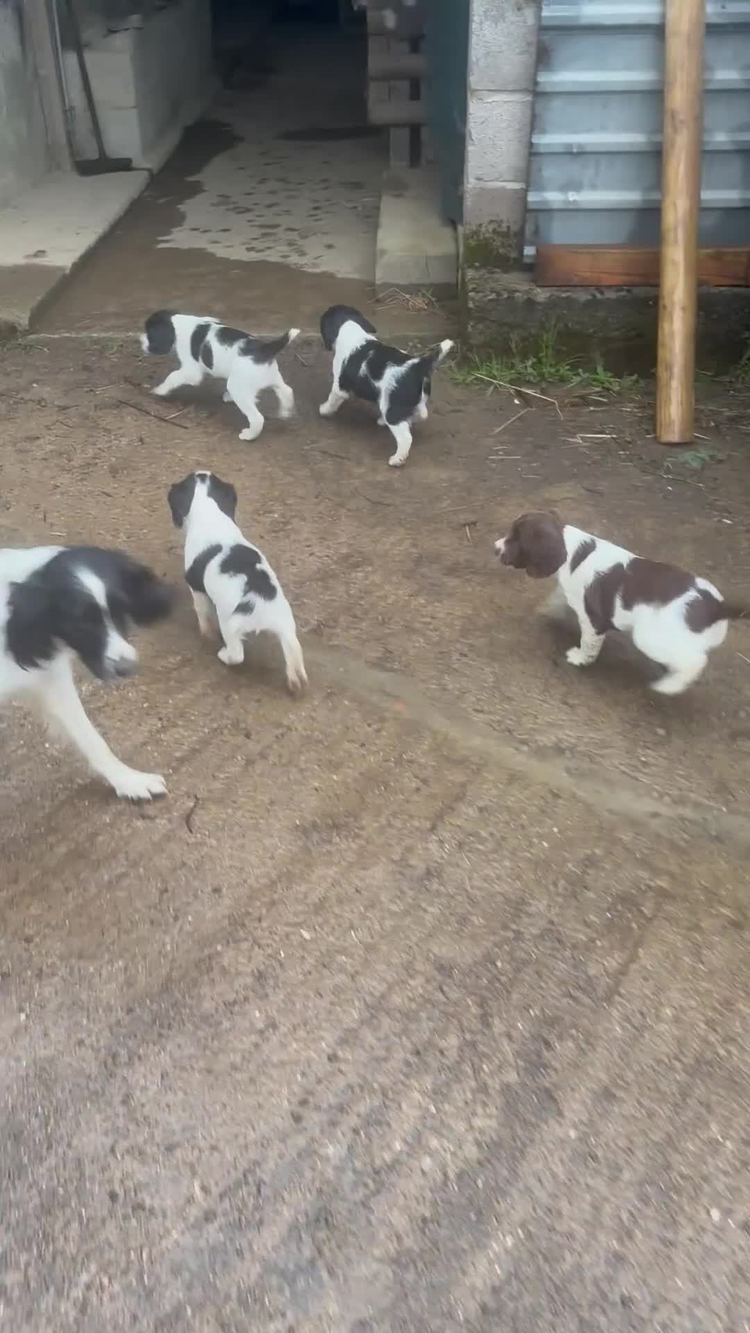 English Springer Spaniel dogs for sale: Springer spaniel puppies  in Okehampton - Video 1
