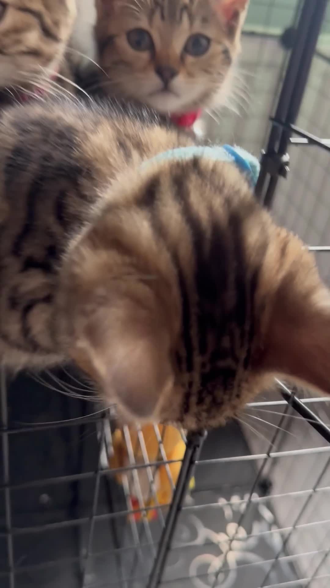 Bengal cats for sale: Stunning beautiful natured bengal cross kittens - Video 2