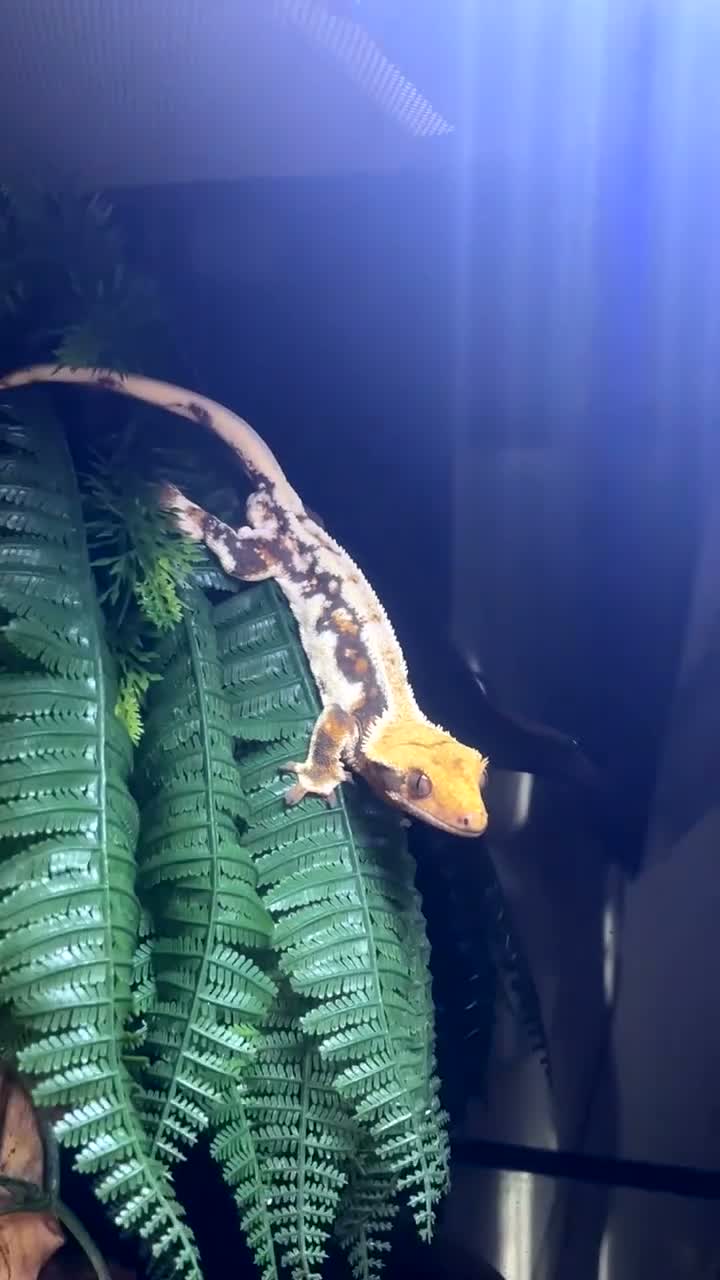 Gecko reptiles for sale: Breeding Pair Crested Geckos  - Video 1