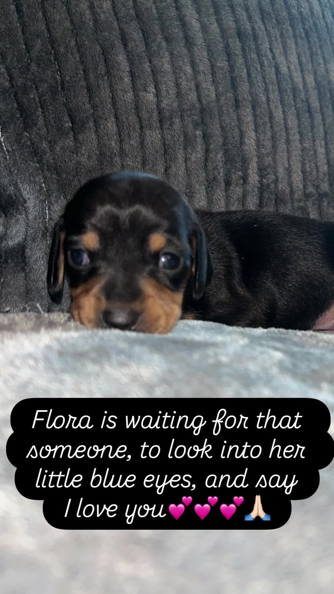 Miniature Dachshund dogs for sale: Black/tan female miniature dachshund  - Video 2