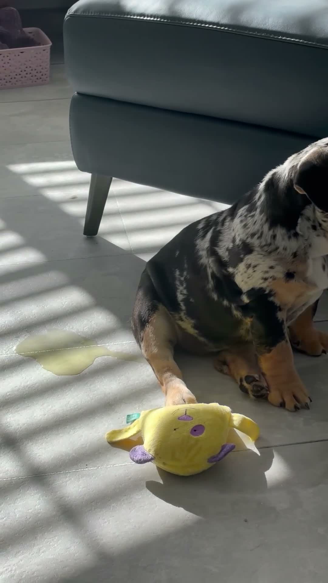 English Bulldog dogs for sale: KC reg black Merle bitch 💖 in Southport - Video 3