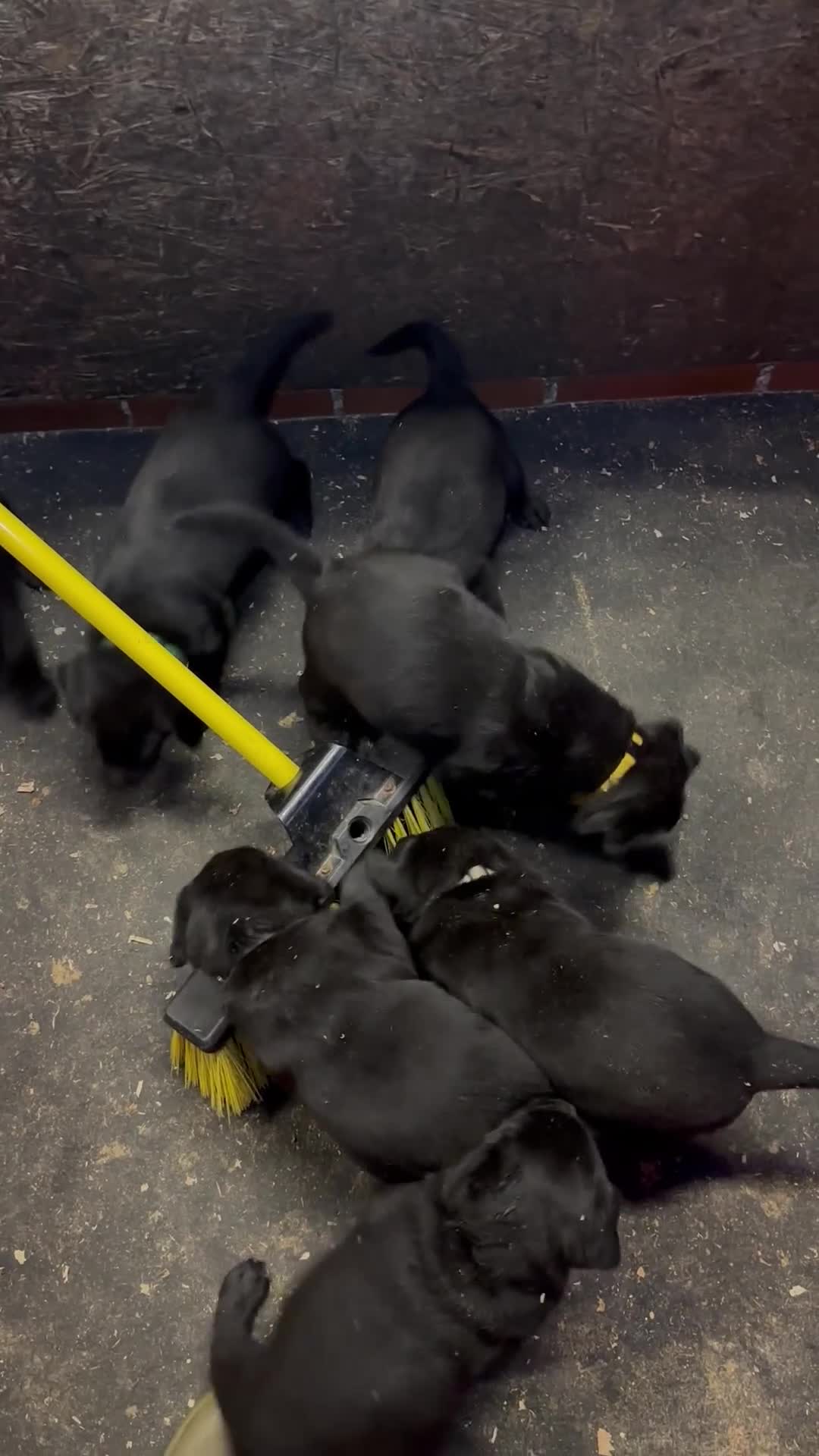 Labrador Retriever dogs for sale: 1 male Labrador puppy - Video 5