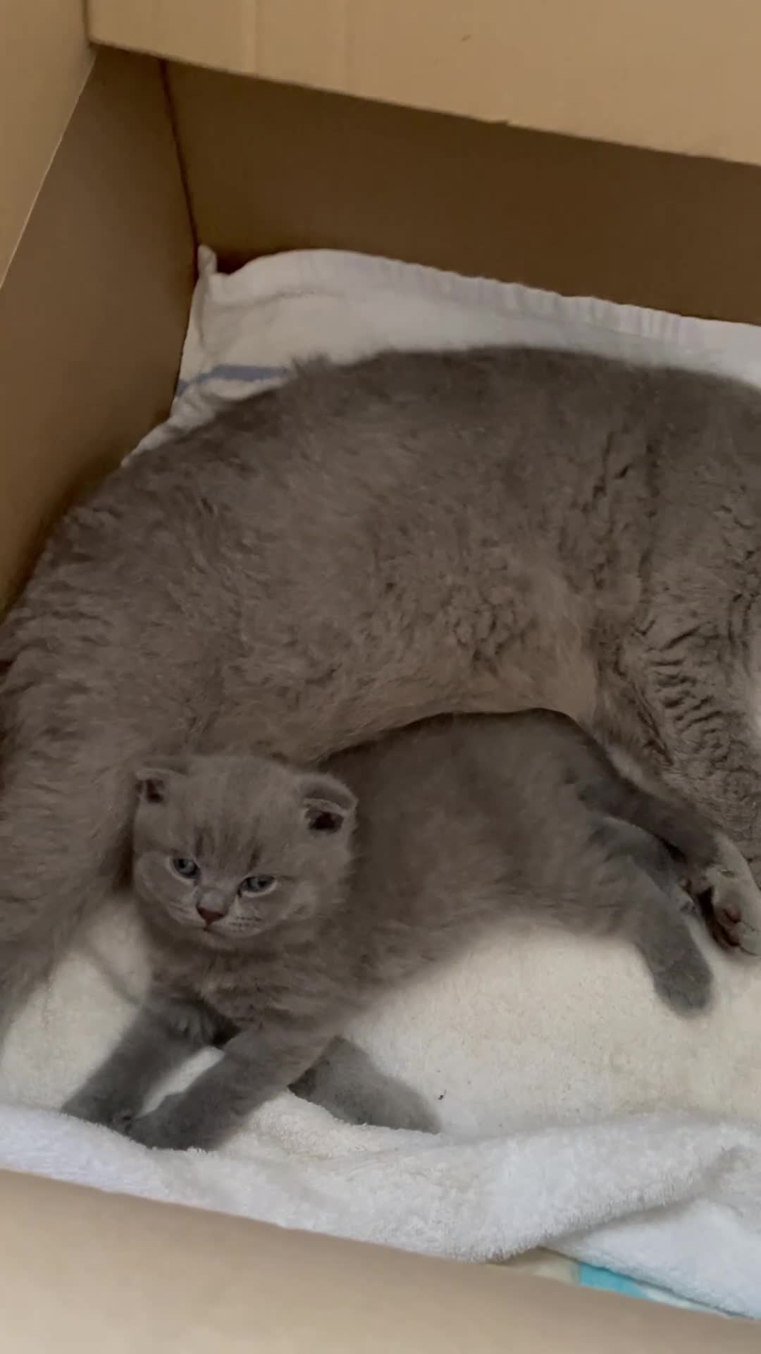 Scottish Fold cats for sale: 3 Scottish Fold kittens  - Video 3