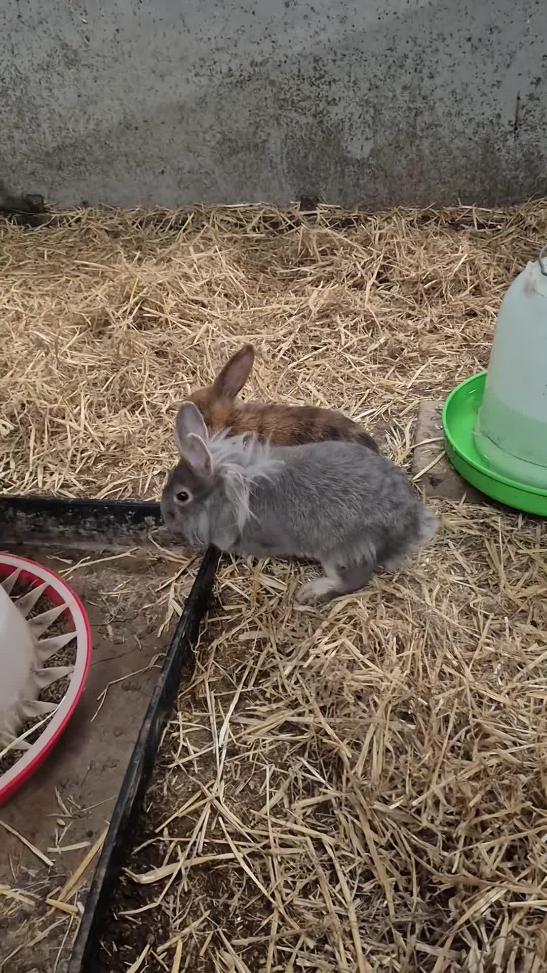 Mini Lop rabbits for sale: Baby Bunnies looking for new homes - Video 1