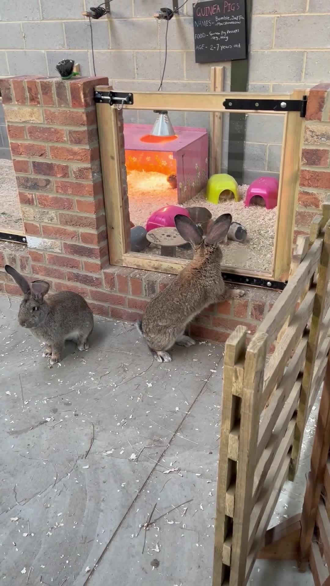 Continental Giant rabbits for sale: 3x 8 month continental giants - fully vaccinated - Video 1