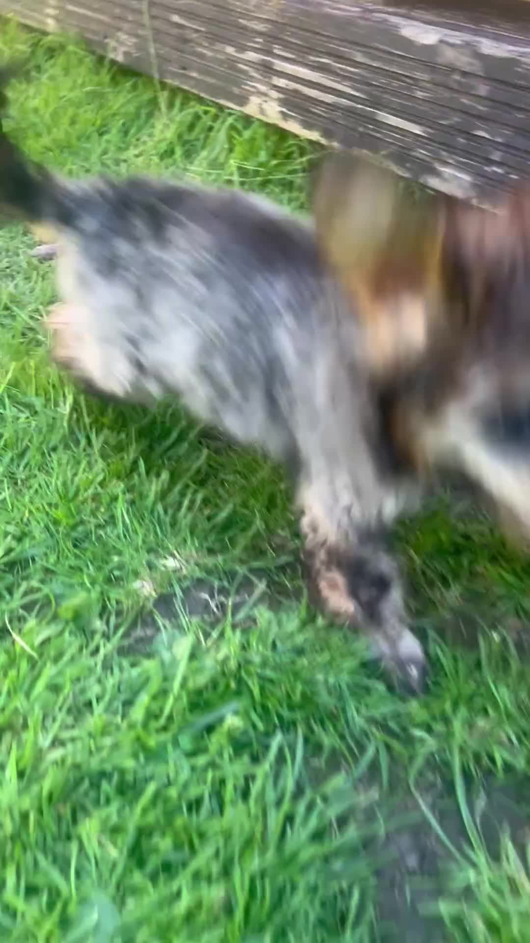 Toy Poodle dogs for sale: Super tiny toy poodle girl pra clear 10 weeks - Video 1