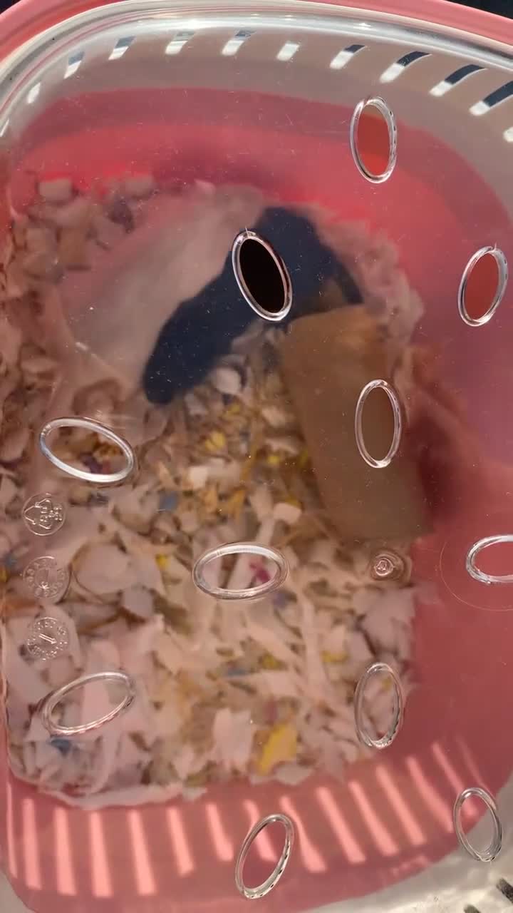 Gerbil rodents for sale: 2 Bonded Male Gerbils - Video 1
