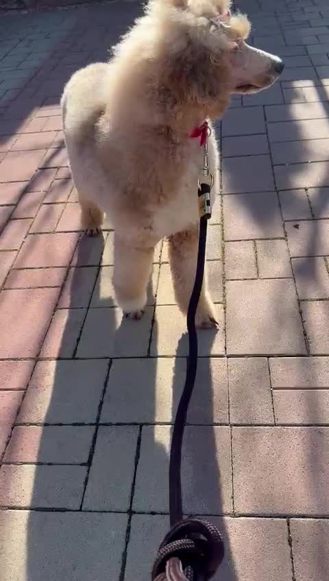 Standard Poodle dogs for sale: Tuxedo Standart poodle female - Video 1