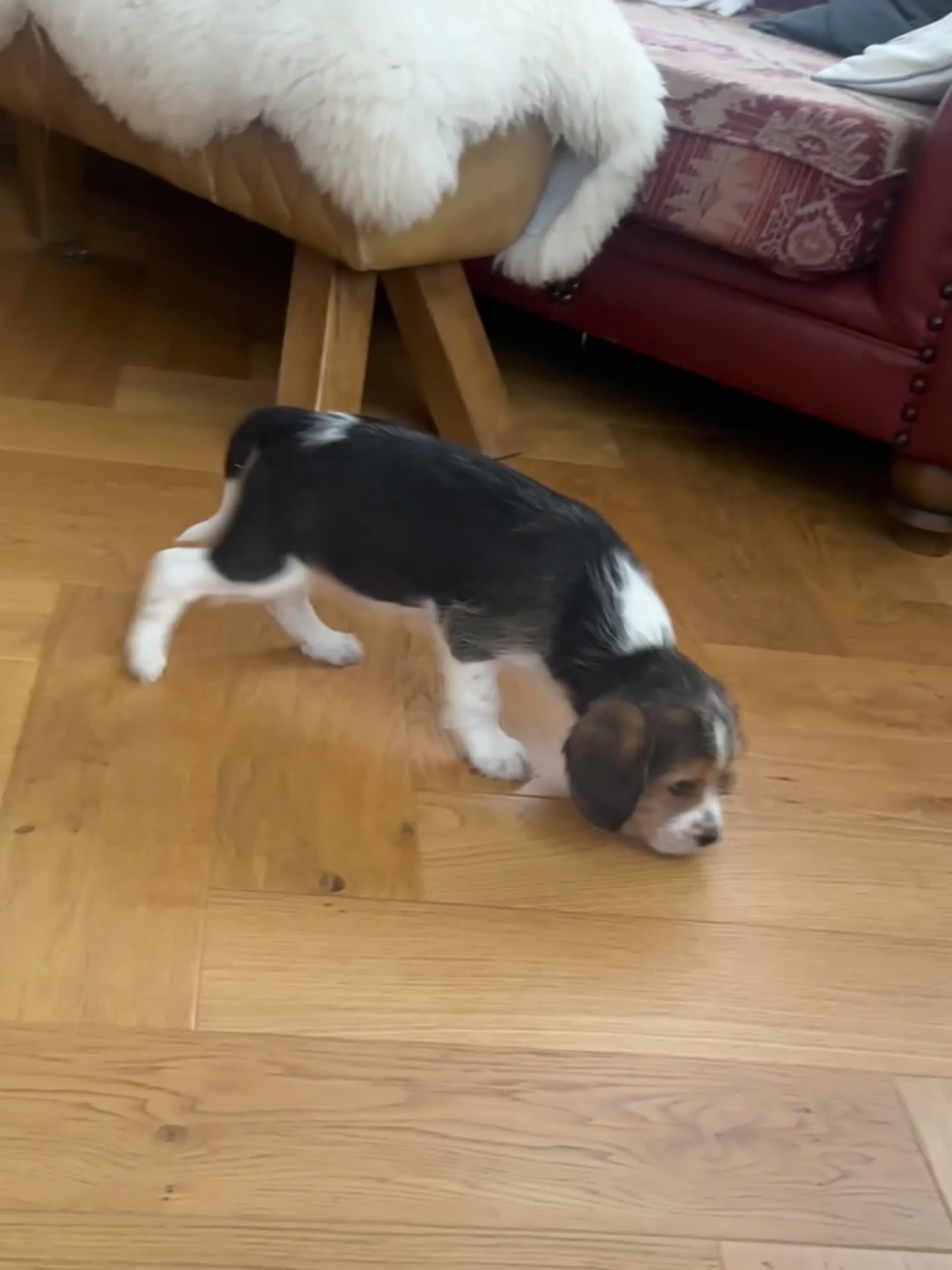 Mixed Breed dogs for sale: Beautiful Beagle X Cavapoo Puppies.  - Video 4