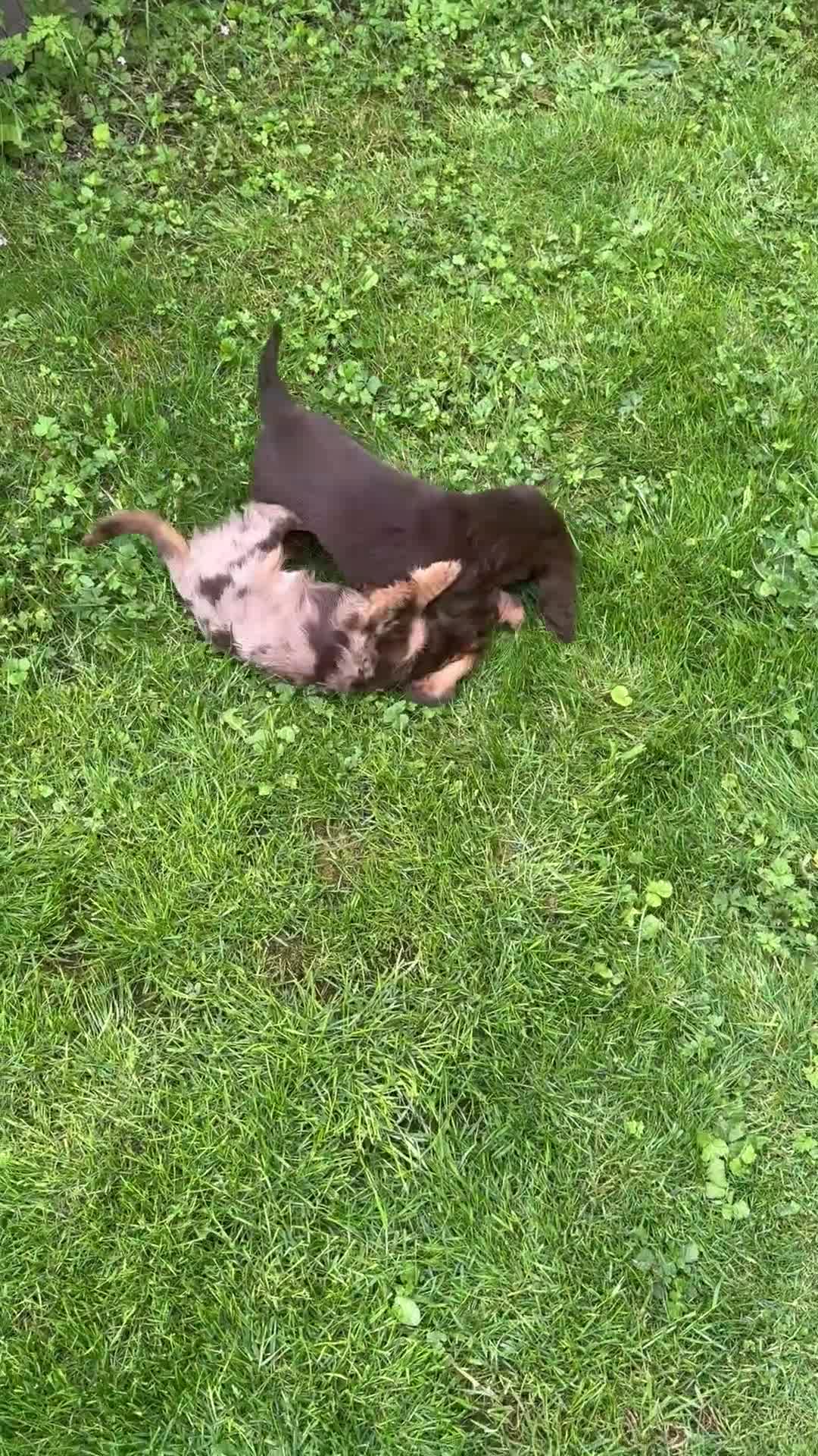 Dachshund dogs for sale: KC reg, champ bloodline Mini long hair Dachshunds  - Video 3