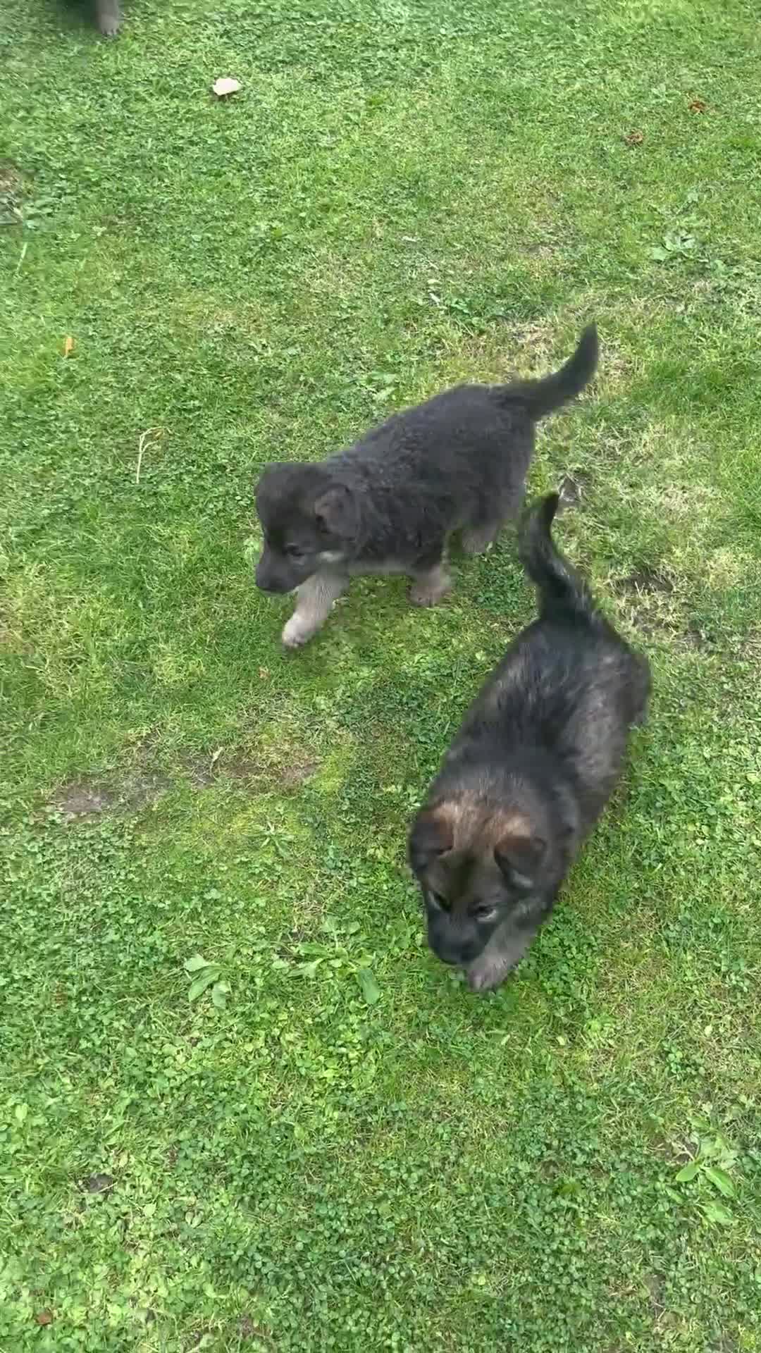 German Shepherd dogs for sale: 8 beautiful long haired German shepherd puppies  - Video 2