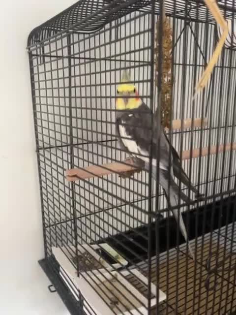 Cockatiels birds for sale: Cockatiel for sale  - Video 1