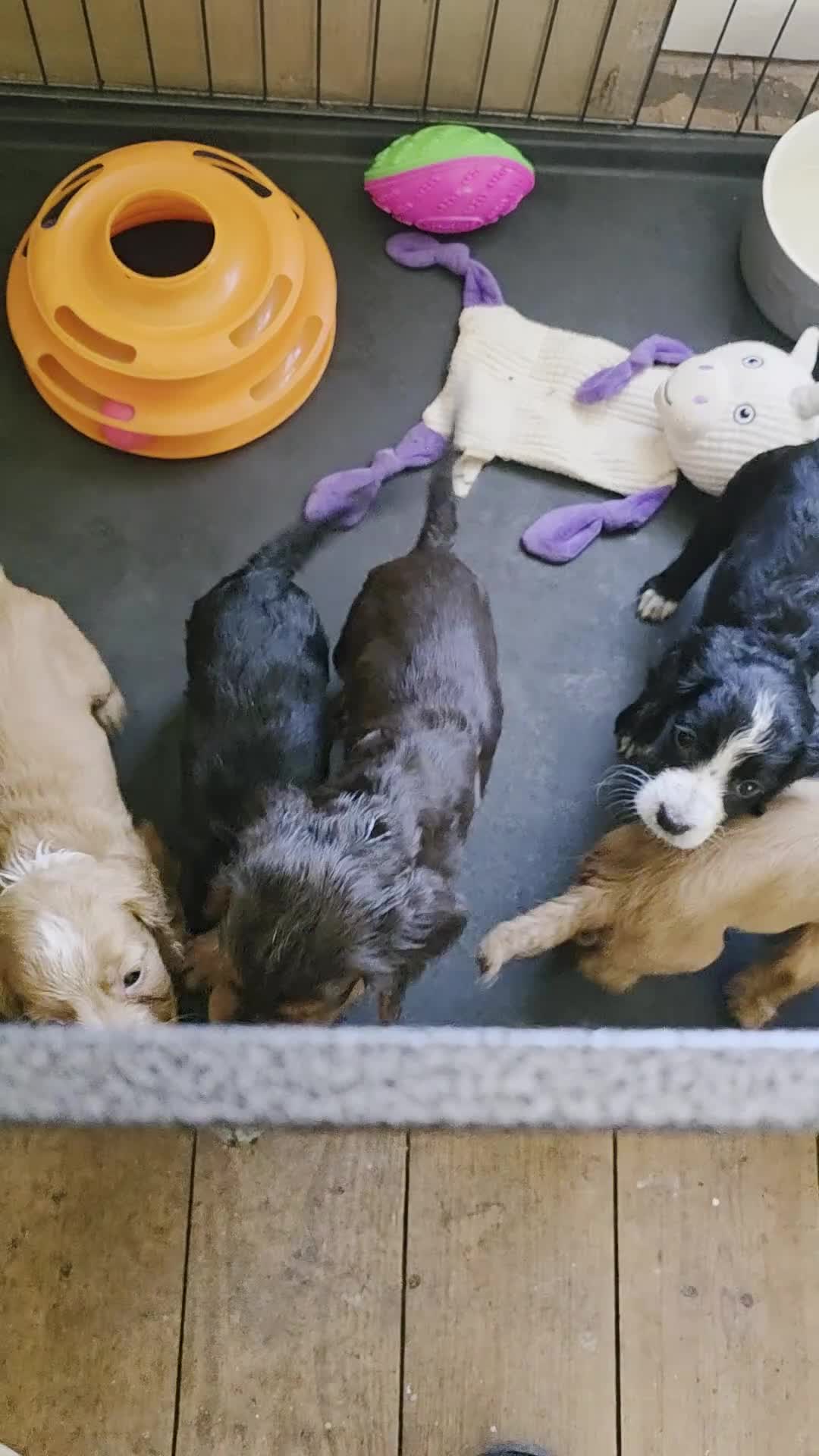 Cocker Spaniel dogs for sale: Ready nowBeautiful working cocker spaniel puppy's  - Video 1