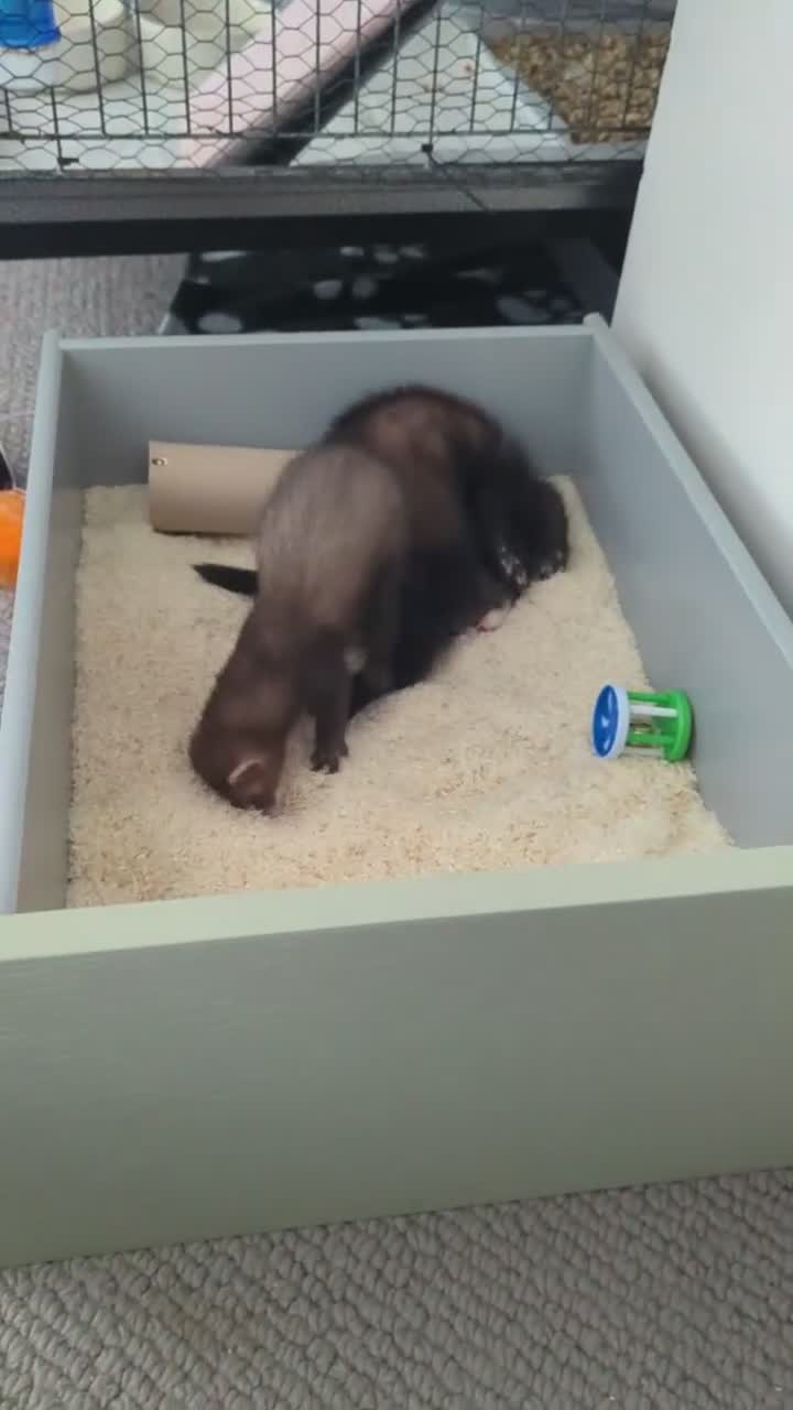 Ferret rodents for sale: 2 ferrets and full set up for sale. - Video 3