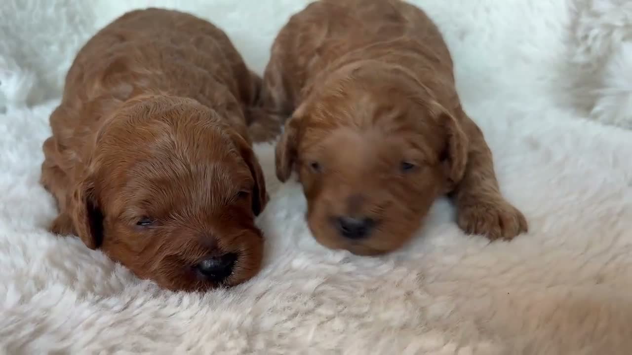 Cavapoo dogs for sale: Gorgeous litter of Cavapoo puppies  in King's Lynn - Video 1