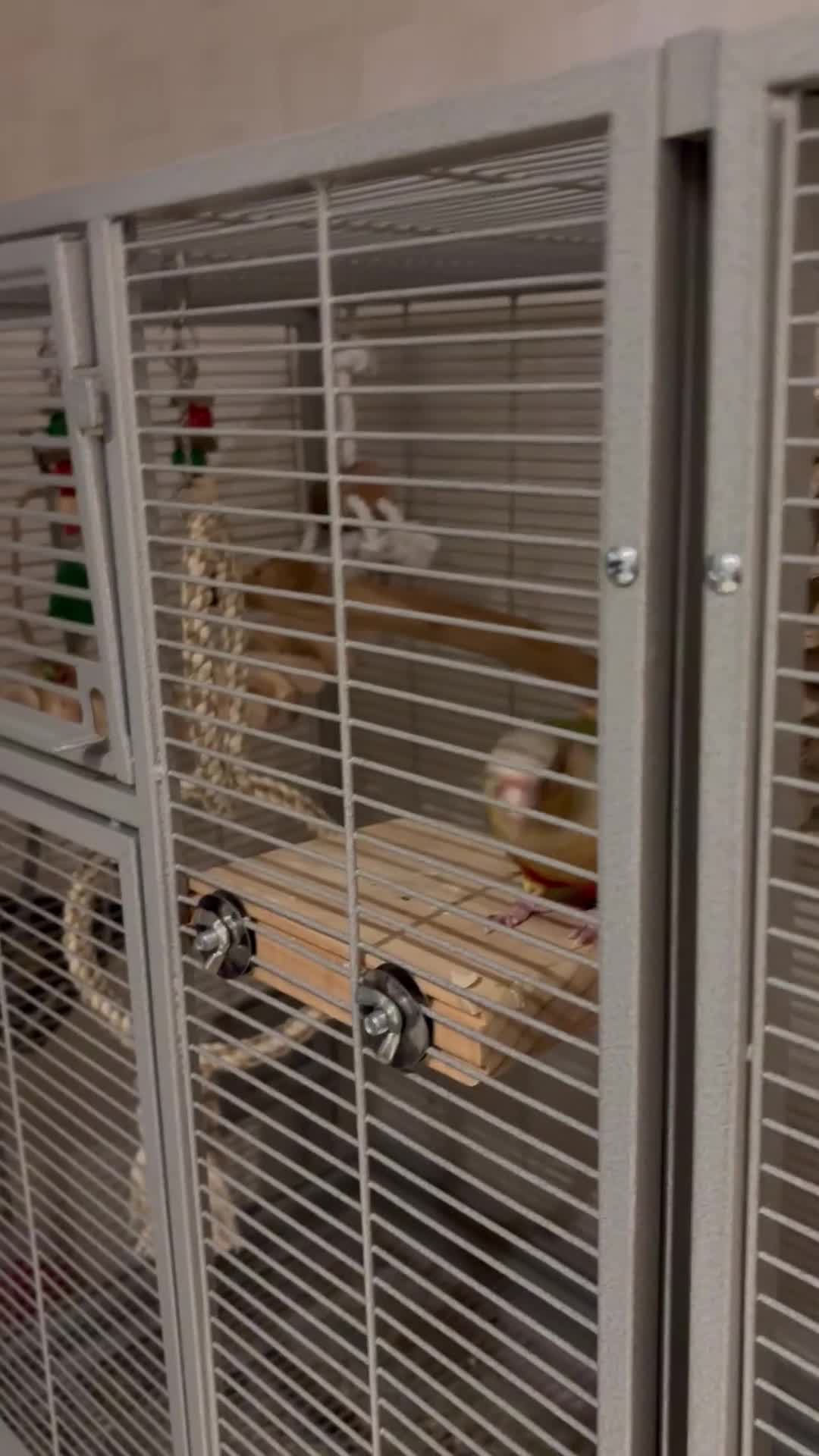 Conures birds for sale: Pair Of 2 Lovely Conures in St. Neots - Video 1