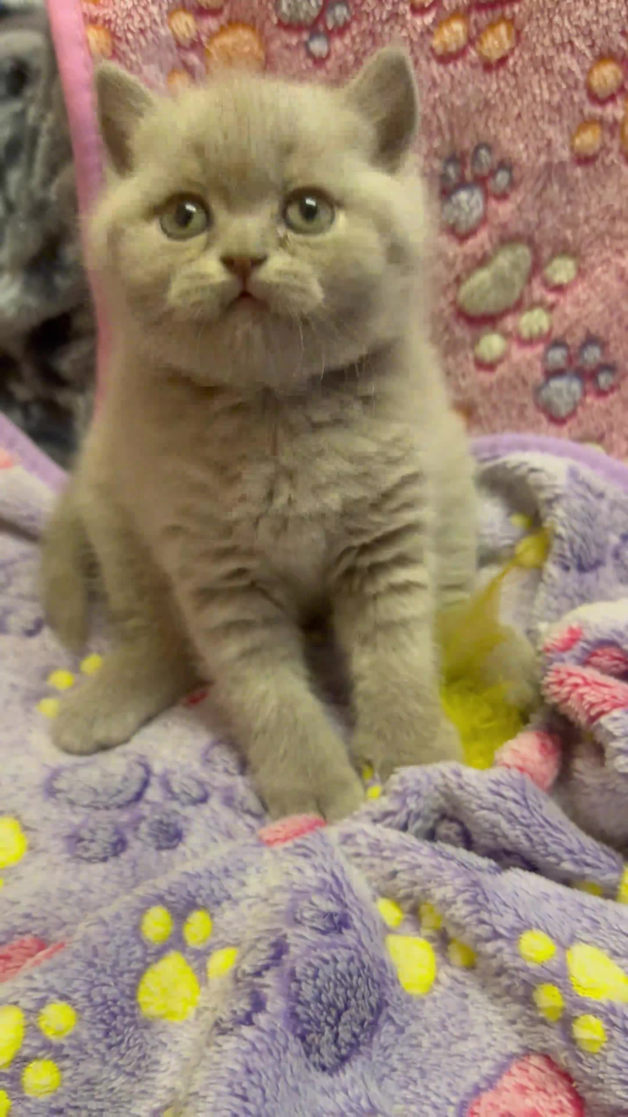 British Shorthair cats for sale: Champion Line British Shorthair Kittens - Video 3