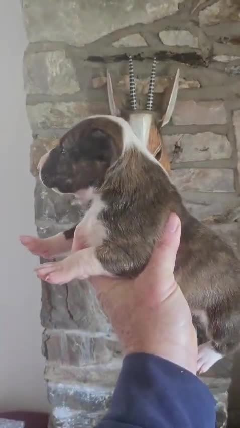 English Bull Terrier dogs for sale: BEAUTIFUL English BULL TERRIER PUPS  - Video 2