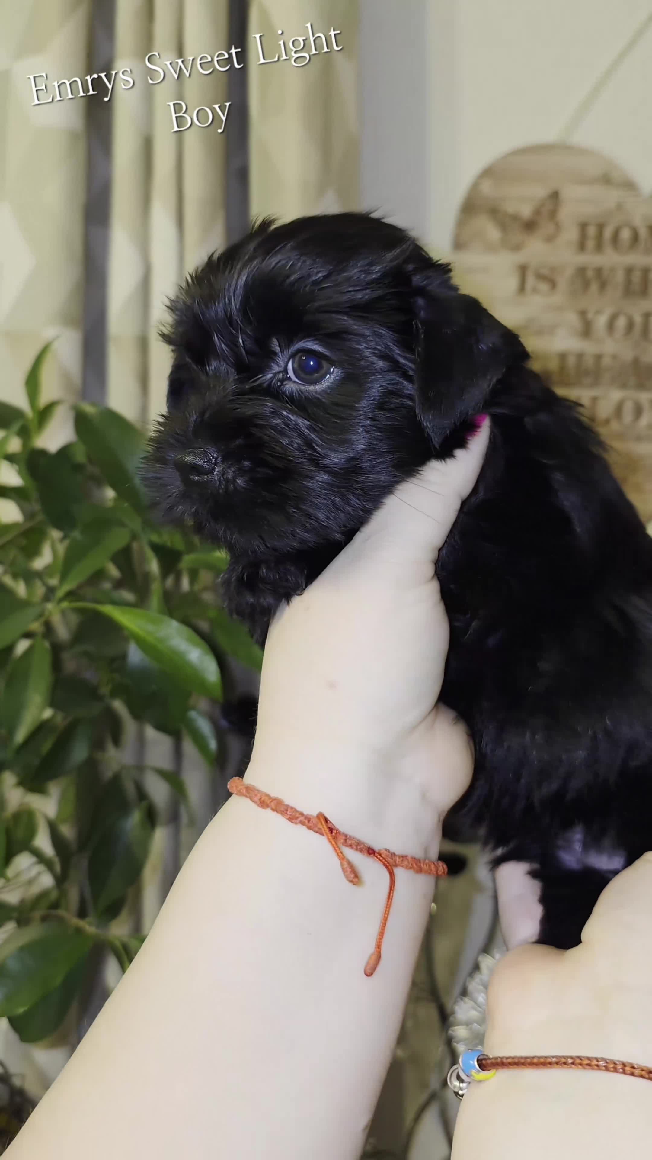 Yorkshire Terrier dogs for sale: Yorkshire Terrier Puppies Ready Now - Video 4