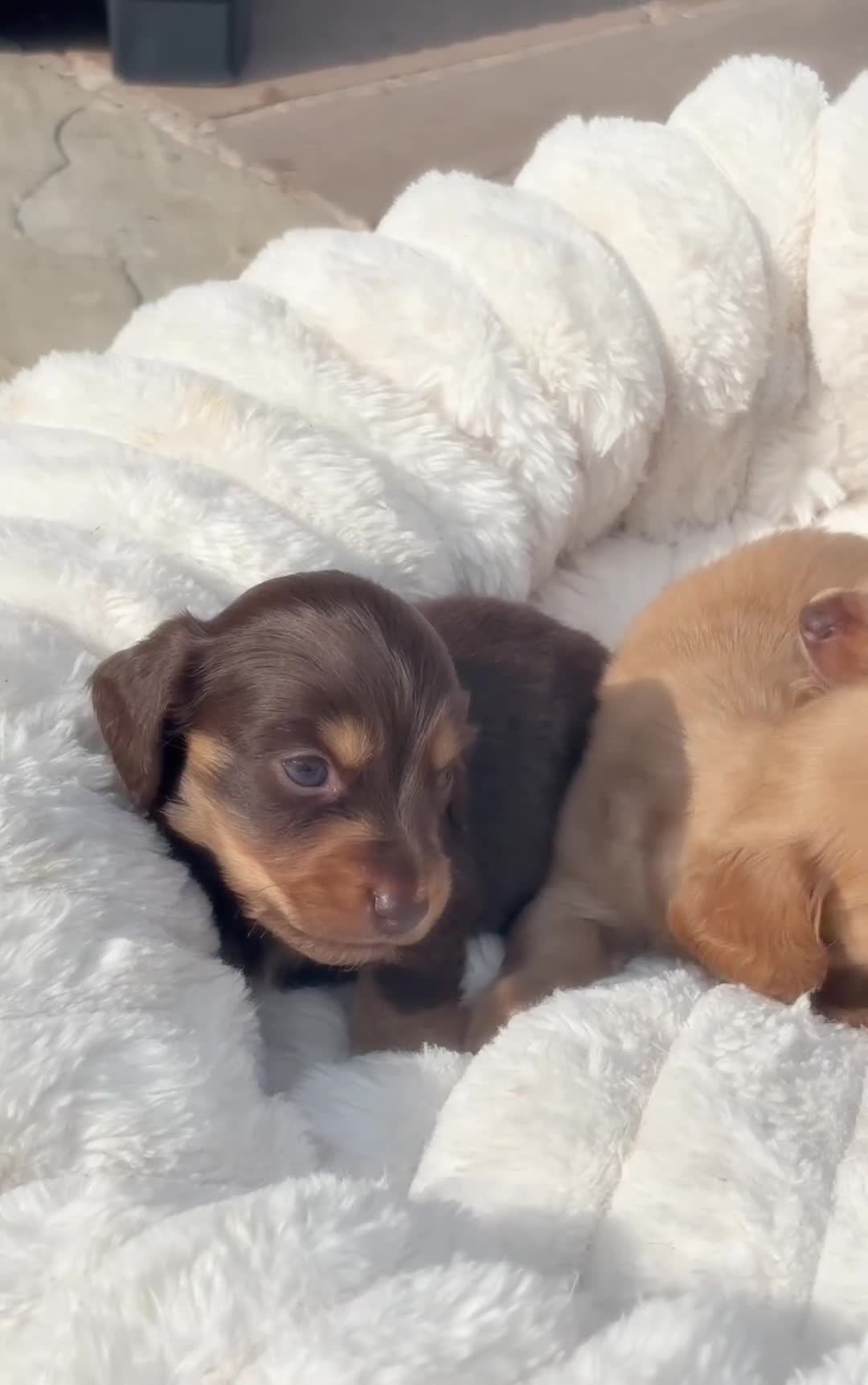 Miniature Dachshund dogs for sale: True miniature dachshund  - Video 2