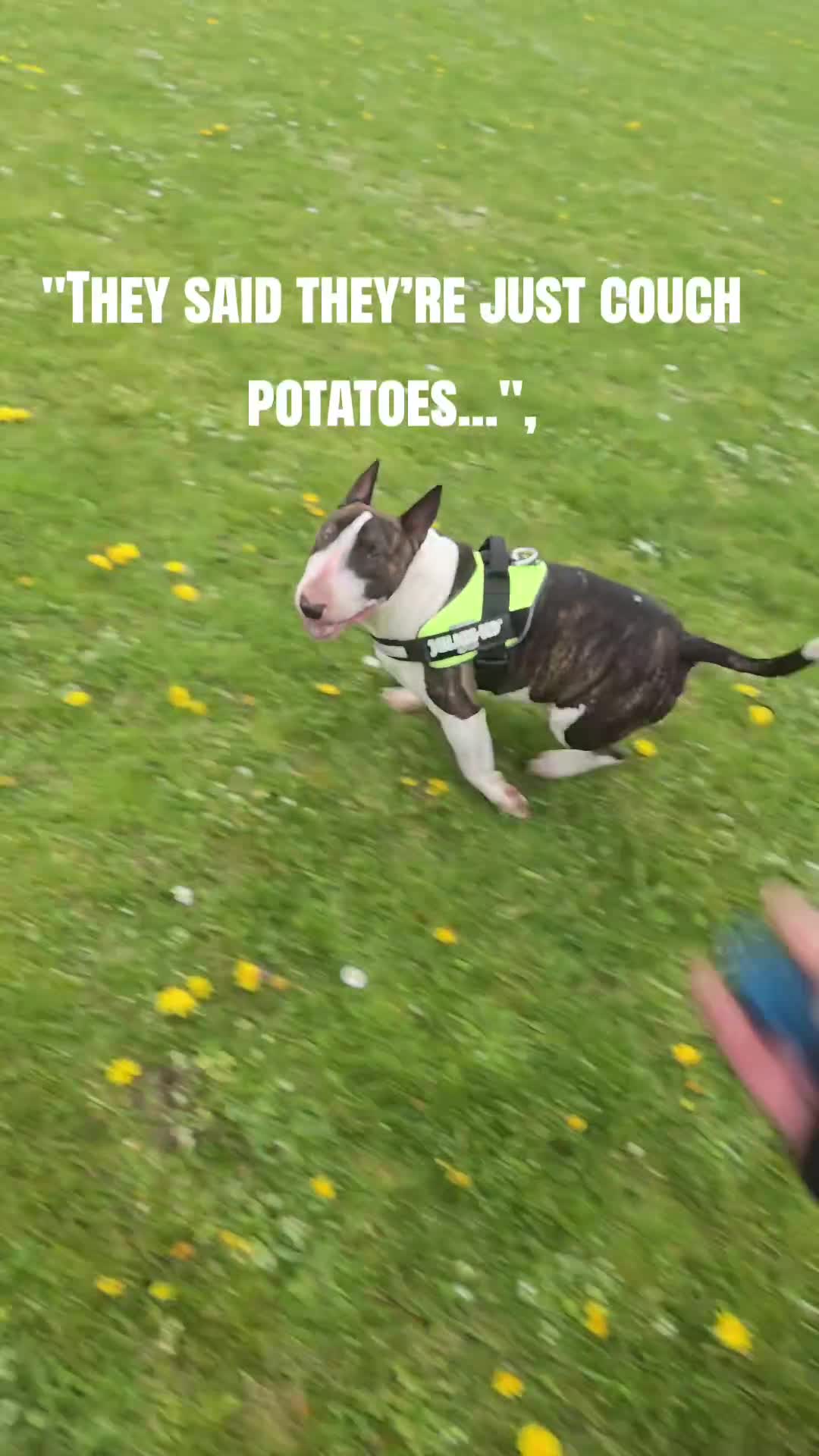 English Bull Terrier dogs for stud: UK CH Sired Stud – Top Emred & Aricon Bloodlines - Video 2
