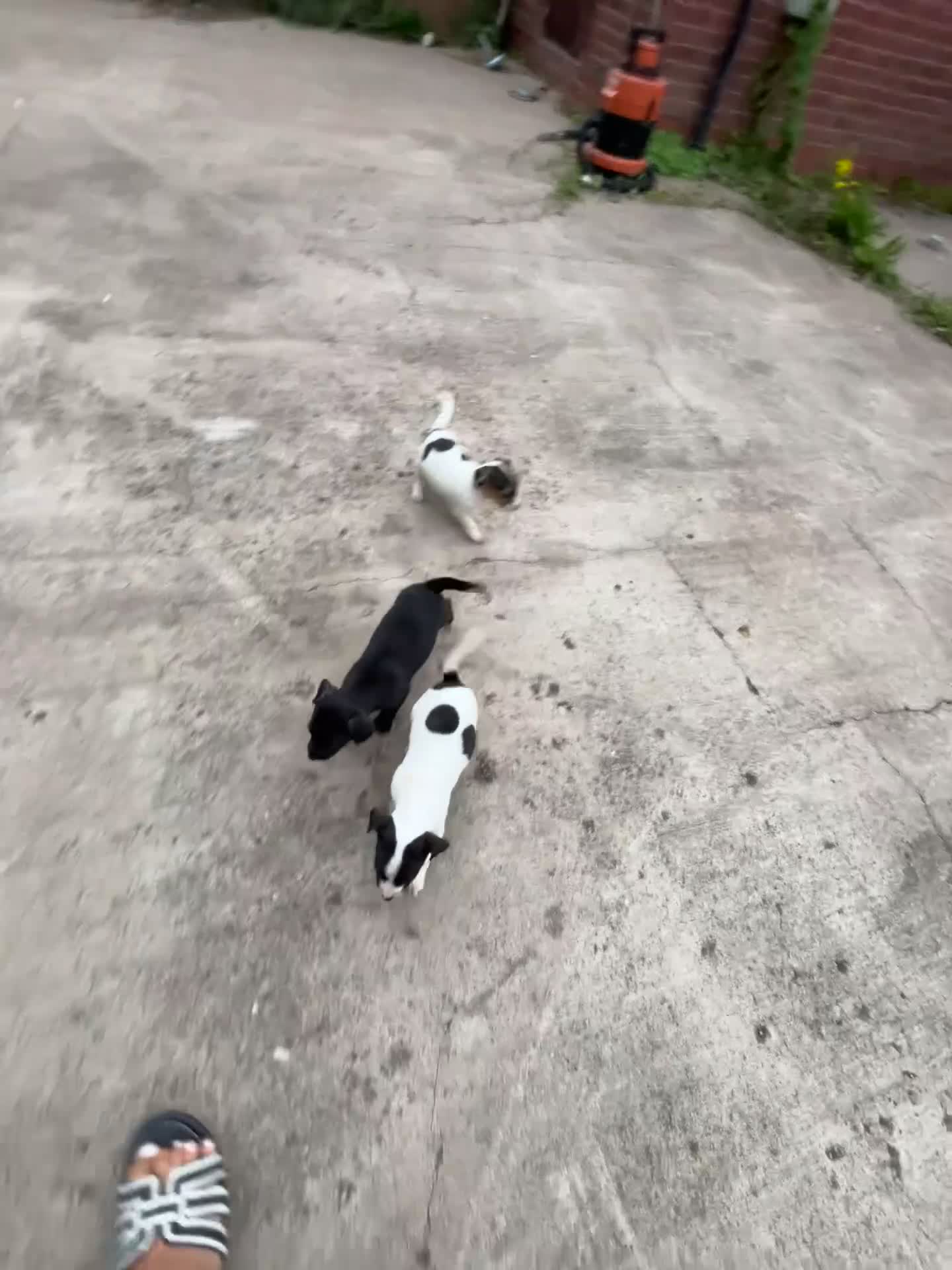 Jack Russell dogs for sale: 2 puppies for sales - Video 3