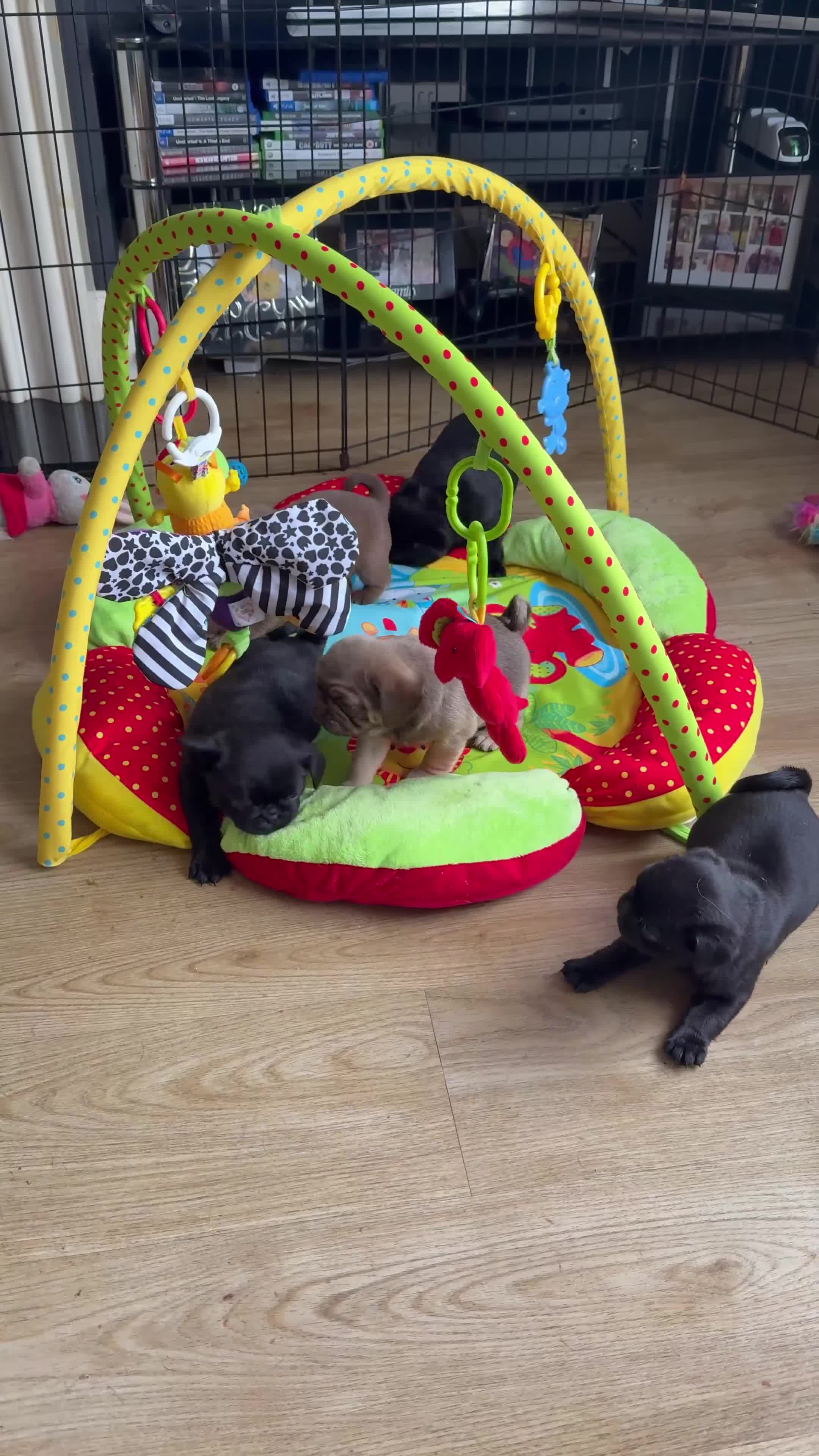 Pug dogs for sale: stunning KC Registered PUG puppies  - Video 1