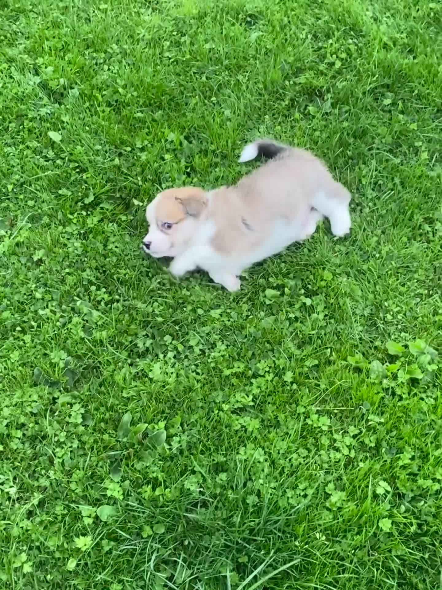 Welsh Corgi Pembroke dogs for sale: Champion Bloodline KC reg puppies - Video 3